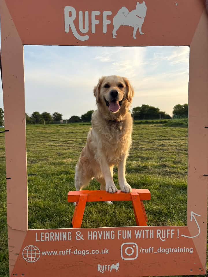 A happy dog from one of our Ruff Dog Training clients