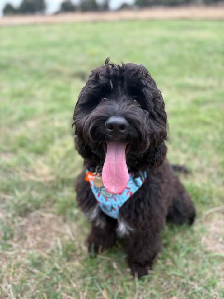 A happy dog from one of our Ruff Dog Training clients