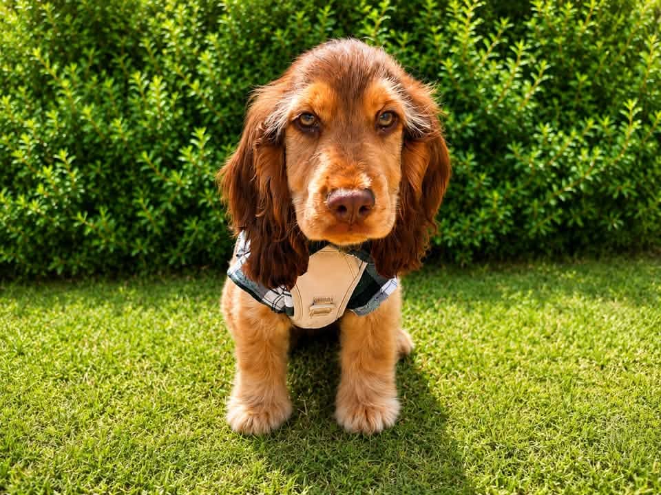 A happy dog from one of our Ruff Dog Training clients