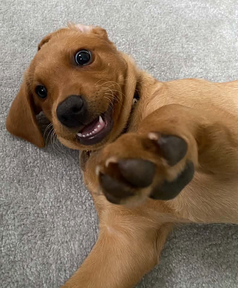 A happy dog from one of our Ruff Dog Training clients