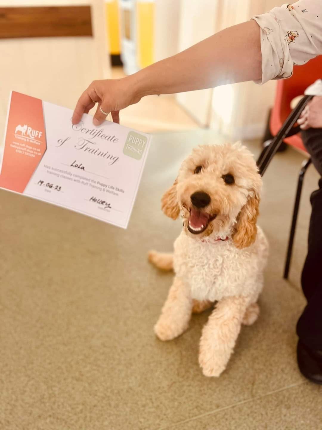 A happy dog from one of our Ruff Dog Training clients