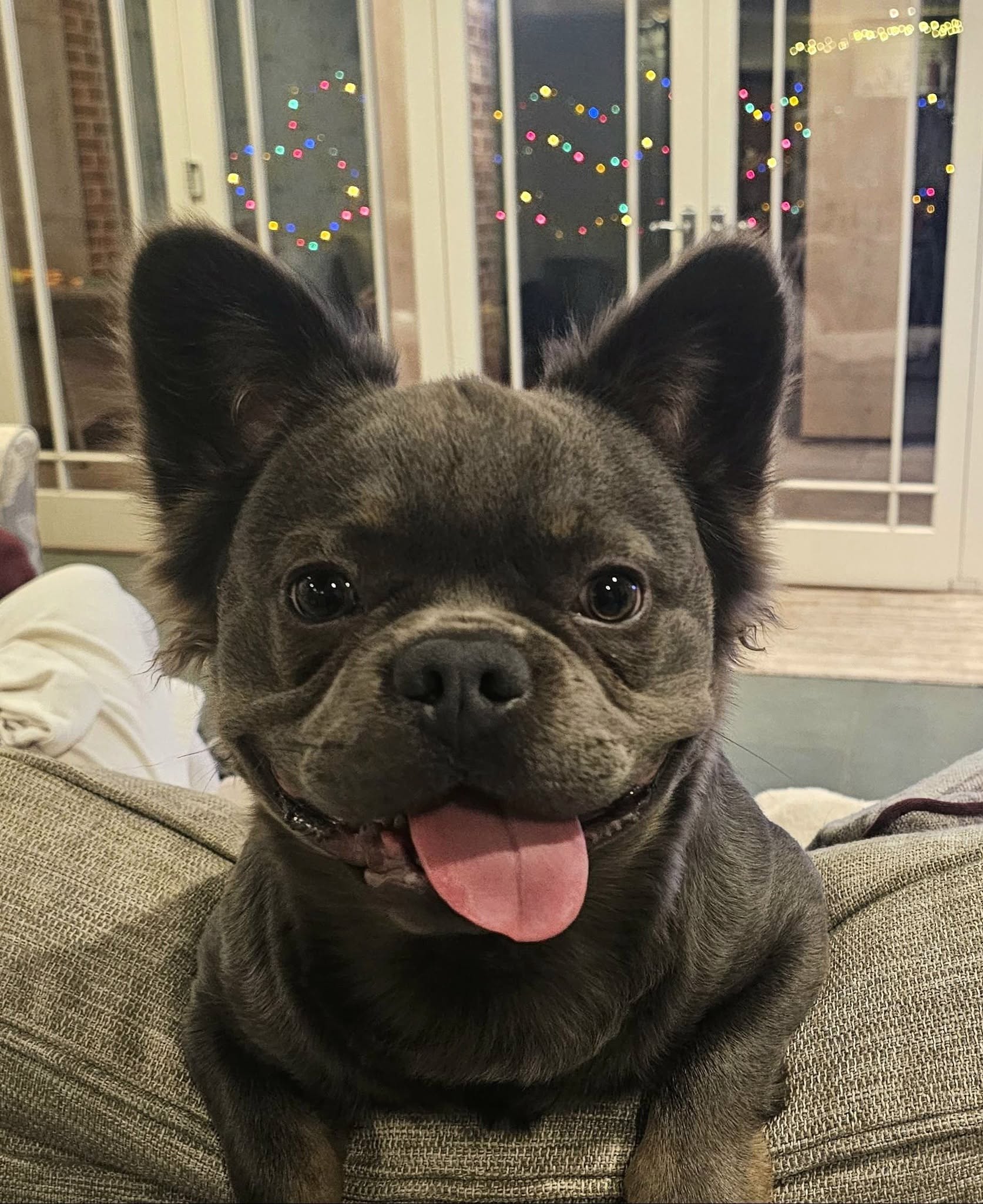 A happy dog from one of our Ruff Dog Training clients