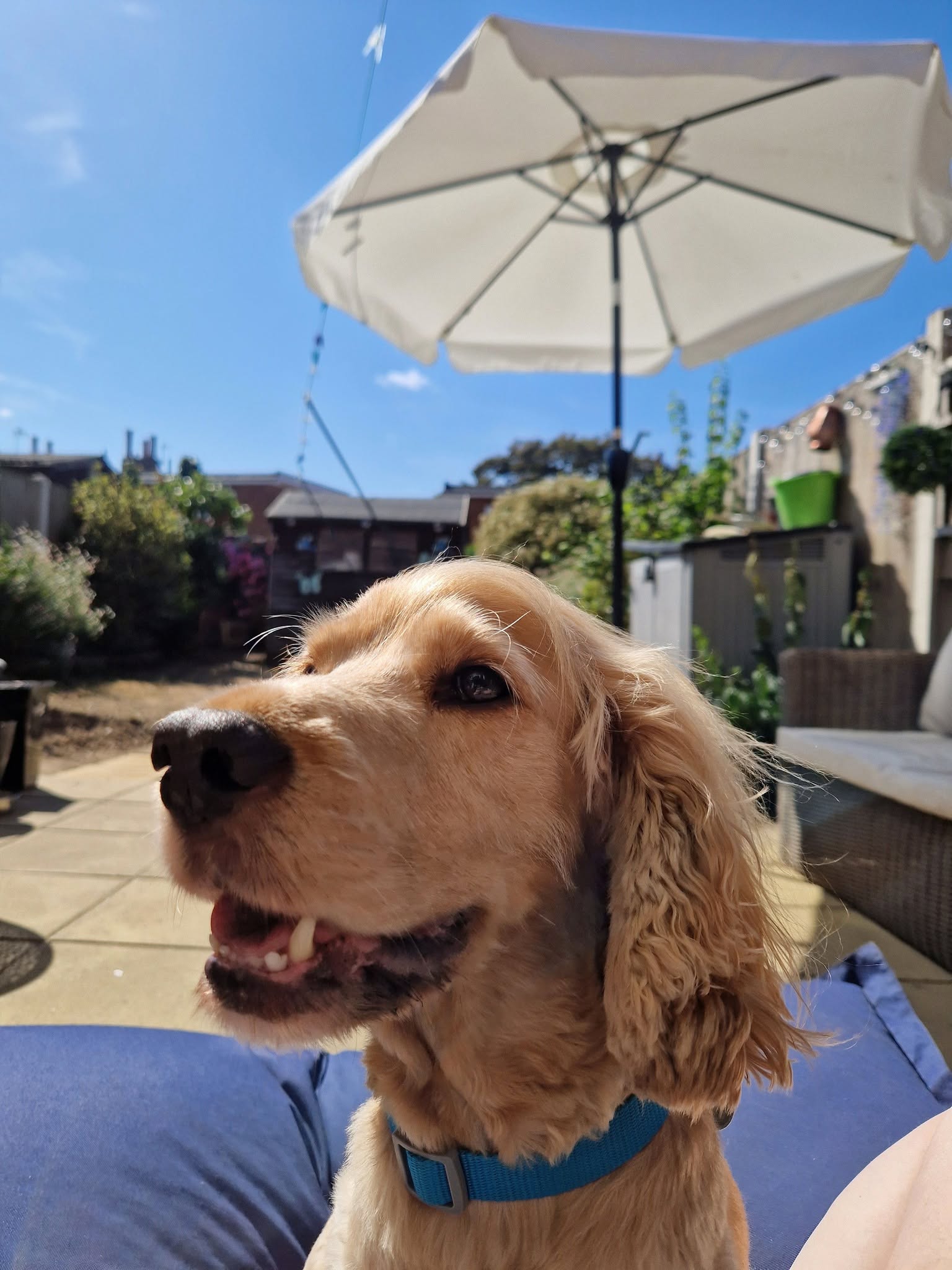 A happy dog from one of our Ruff Dog Training clients