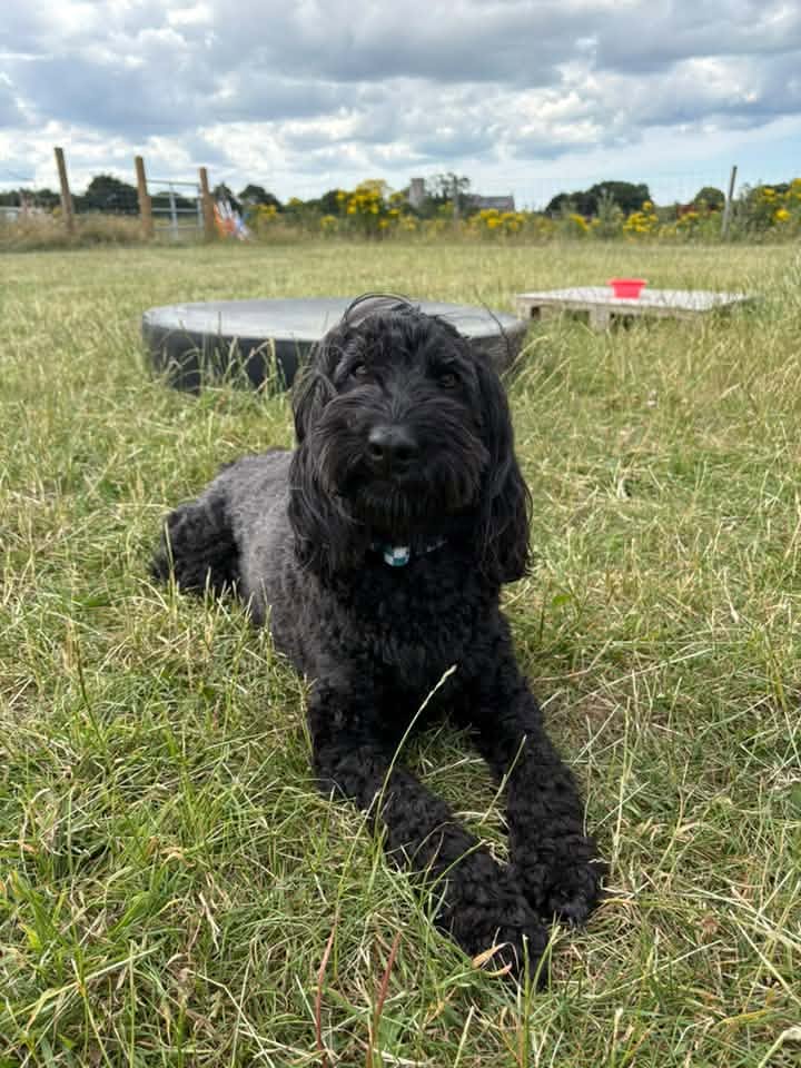 A happy dog from one of our Ruff Dog Training clients