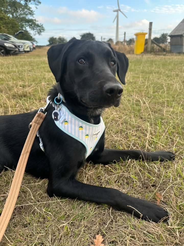 A happy dog from one of our Ruff Dog Training clients