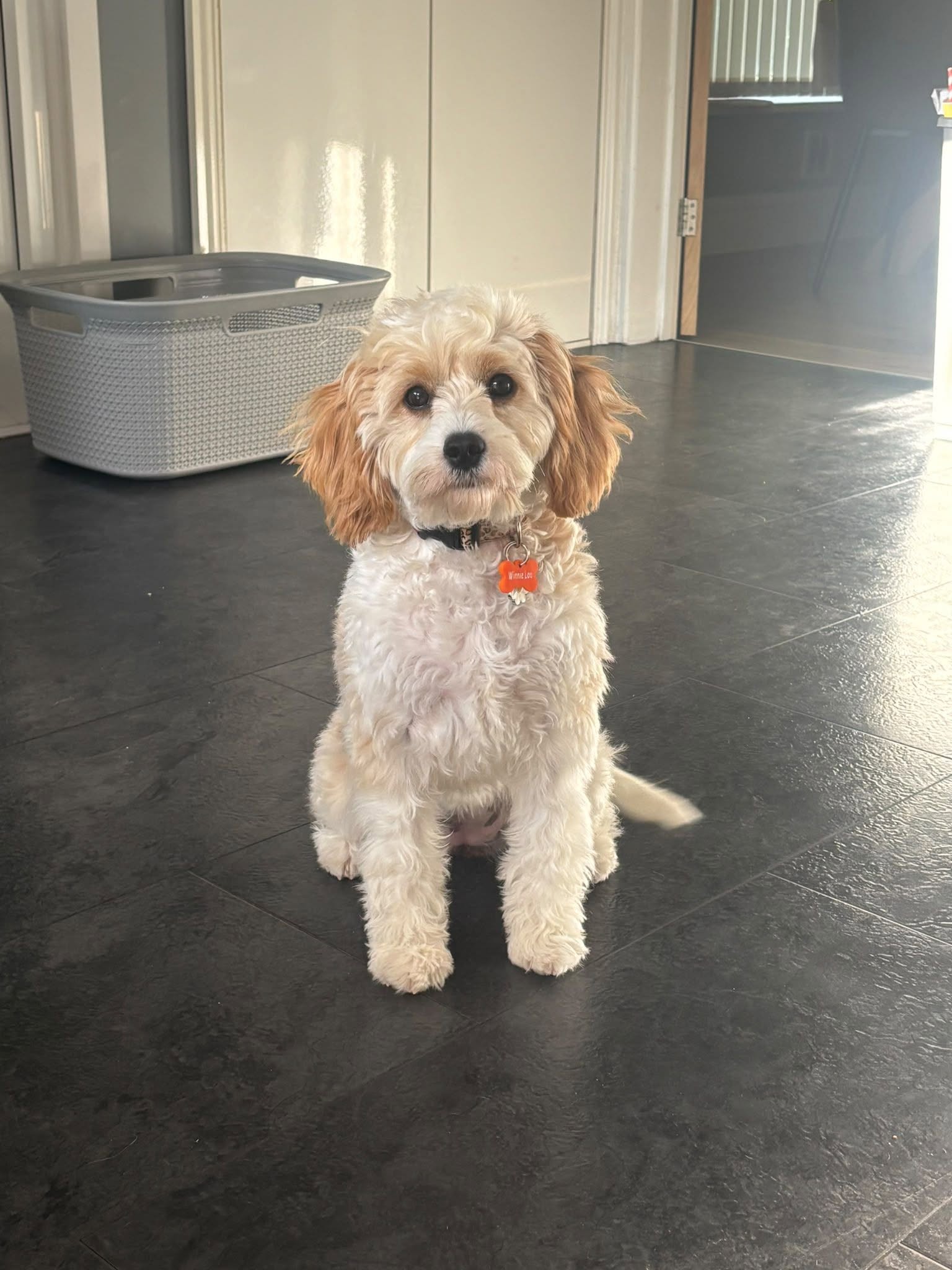 A happy dog from one of our Ruff Dog Training clients