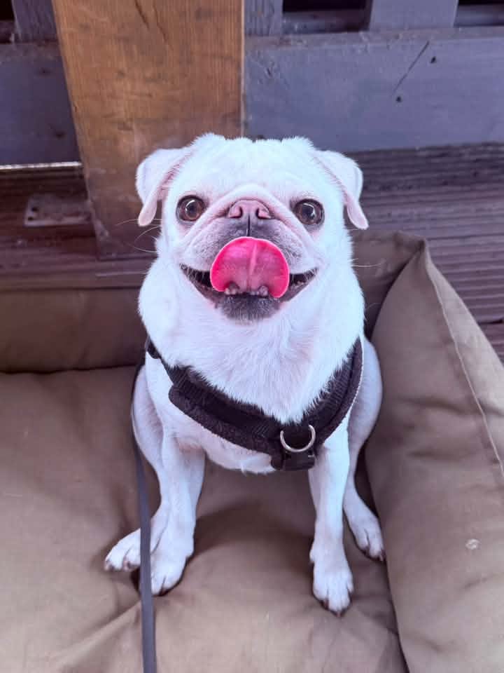 A happy dog from one of our Ruff Dog Training clients