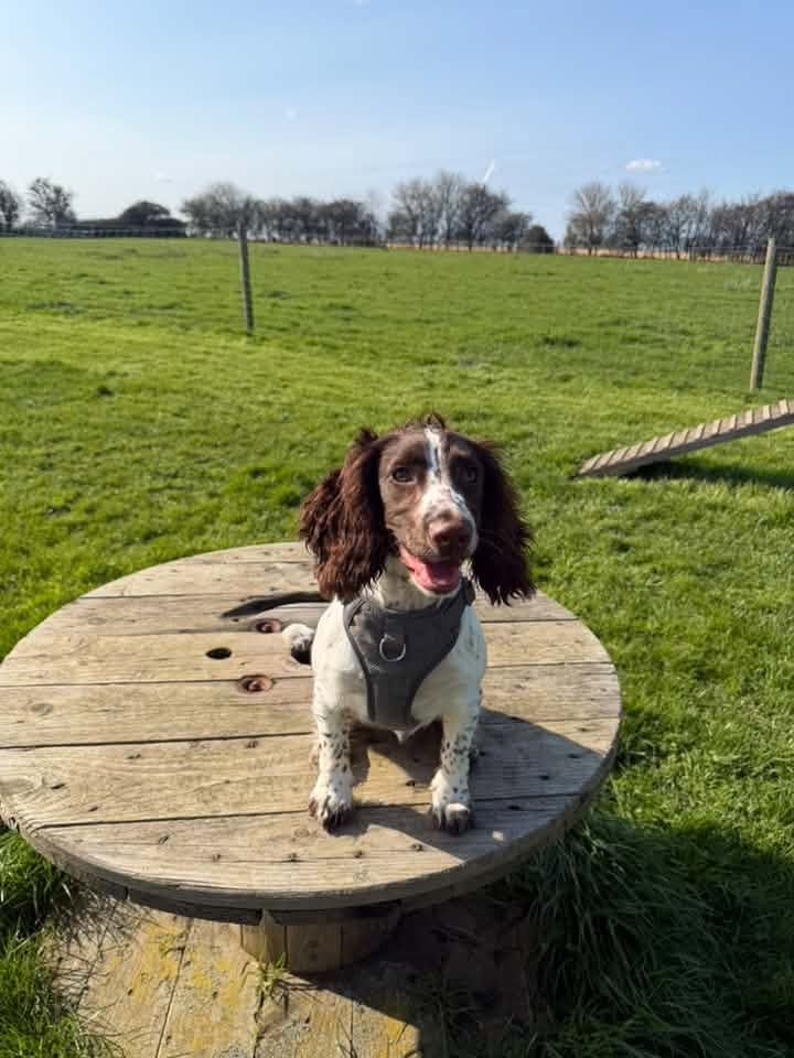 A happy dog from one of our Ruff Dog Training clients