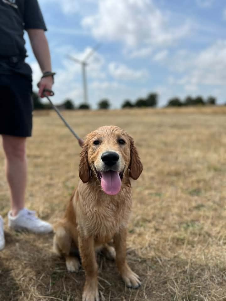 A happy dog from one of our Ruff Dog Training clients