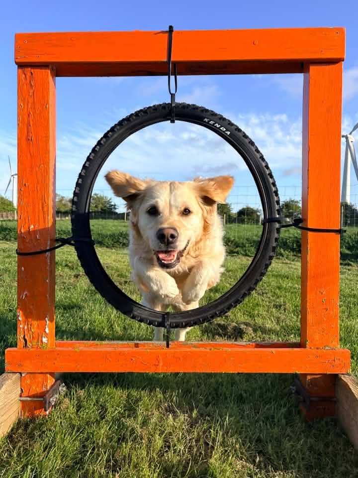 A happy dog from one of our Ruff Dog Training clients