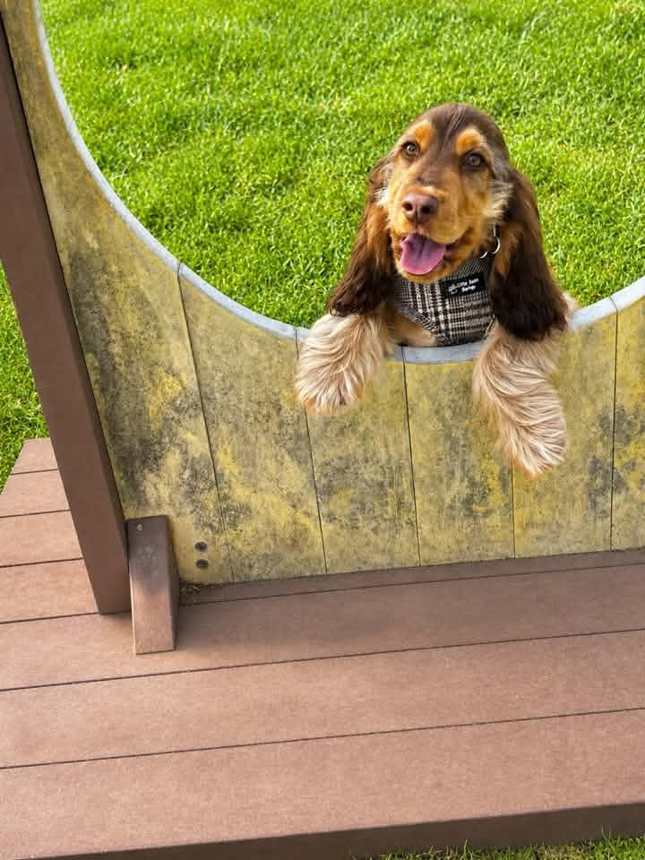 A happy dog from one of our Ruff Dog Training clients