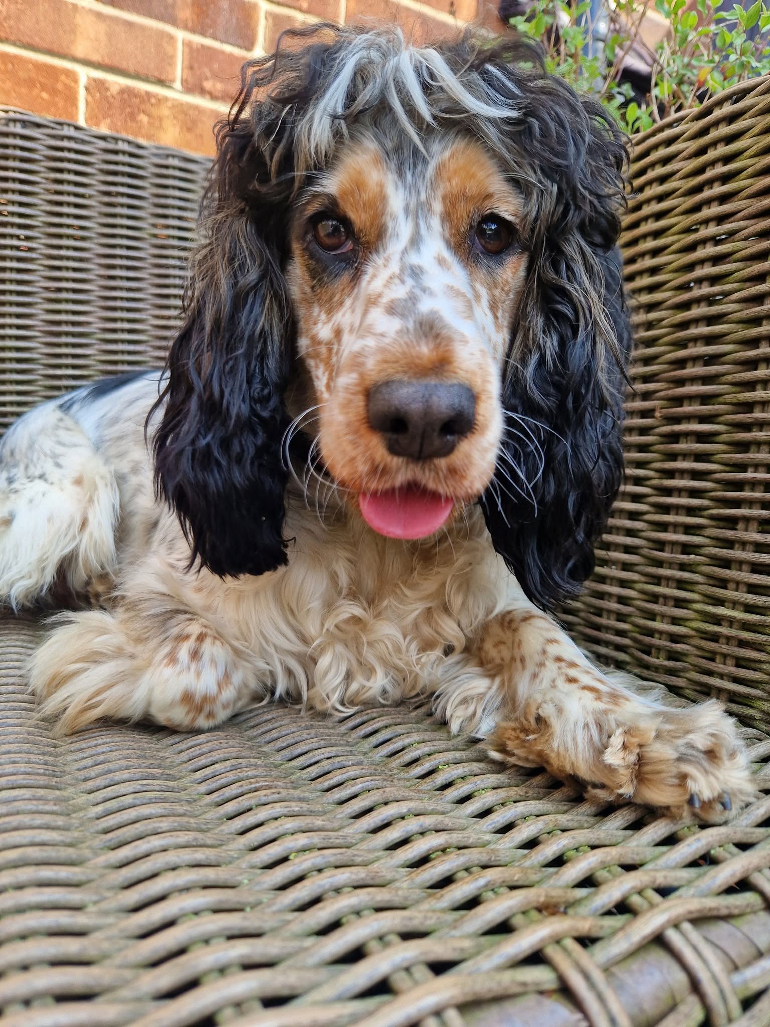 A happy dog from one of our Ruff Dog Training clients