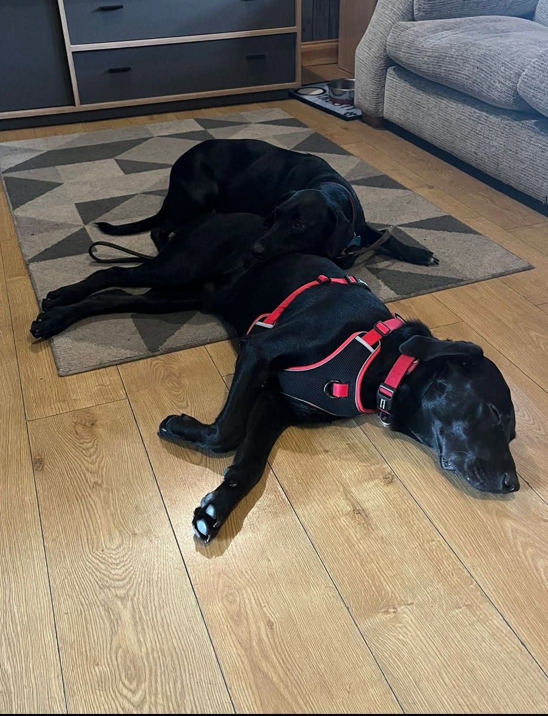 A happy dog from one of our Ruff Dog Training clients
