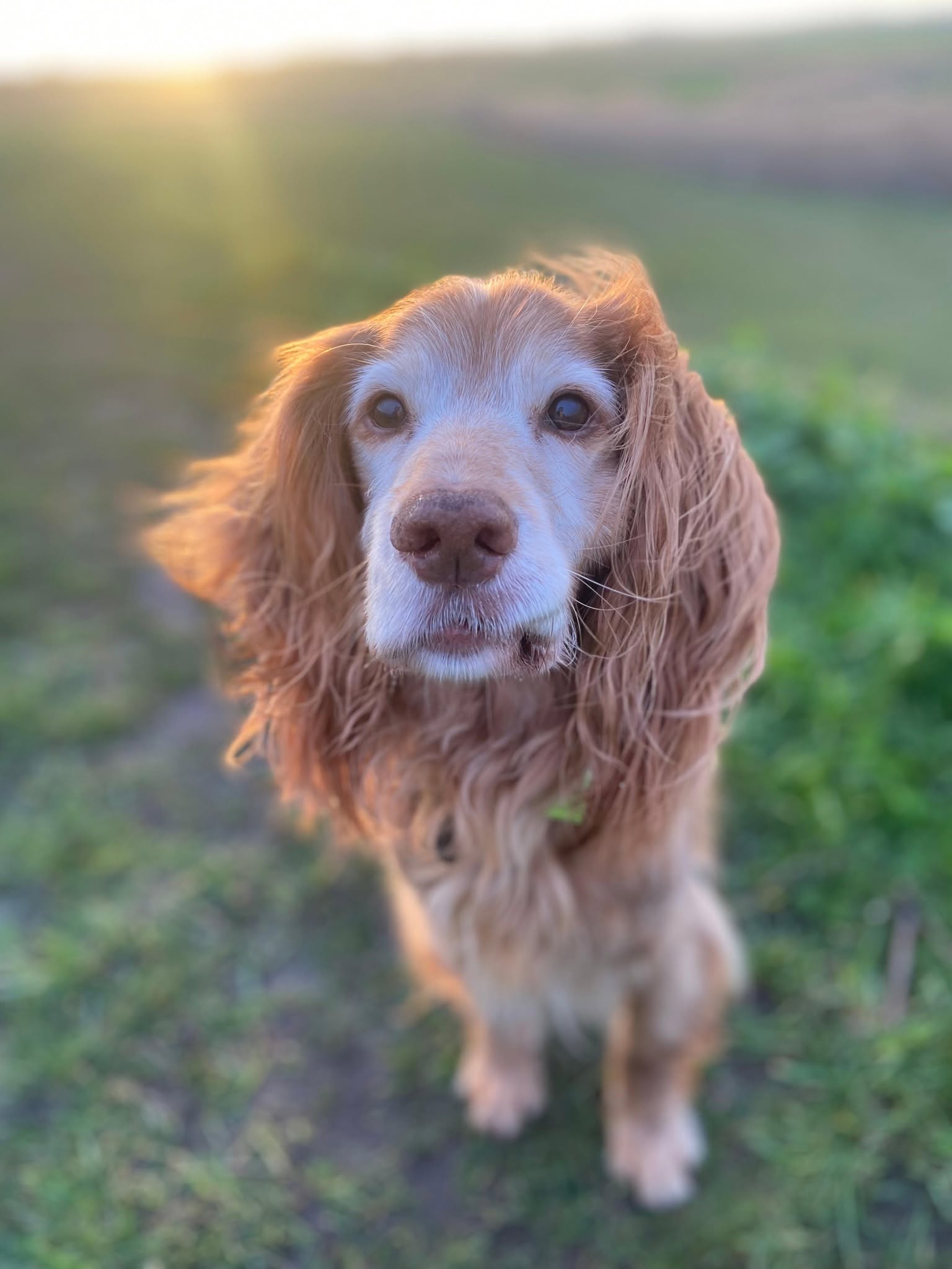 A happy dog from one of our Ruff Dog Training clients