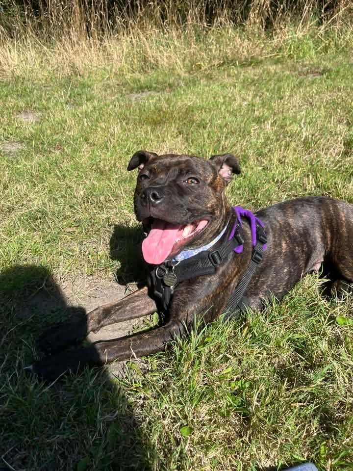 A happy dog from one of our Ruff Dog Training clients