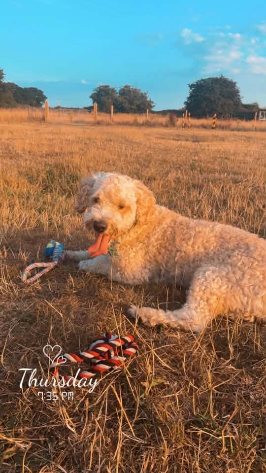 A happy dog from one of our Ruff Dog Training clients