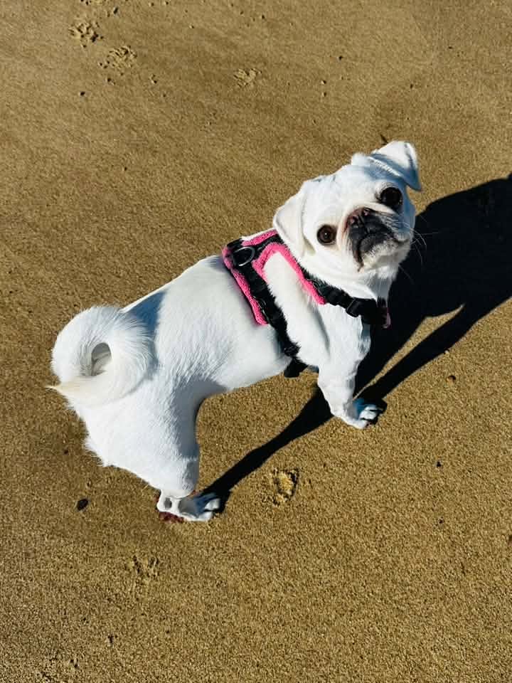 A happy dog from one of our Ruff Dog Training clients