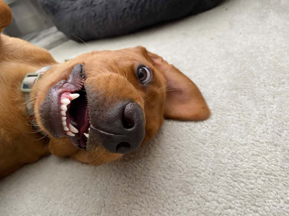 A happy dog from one of our Ruff Dog Training clients