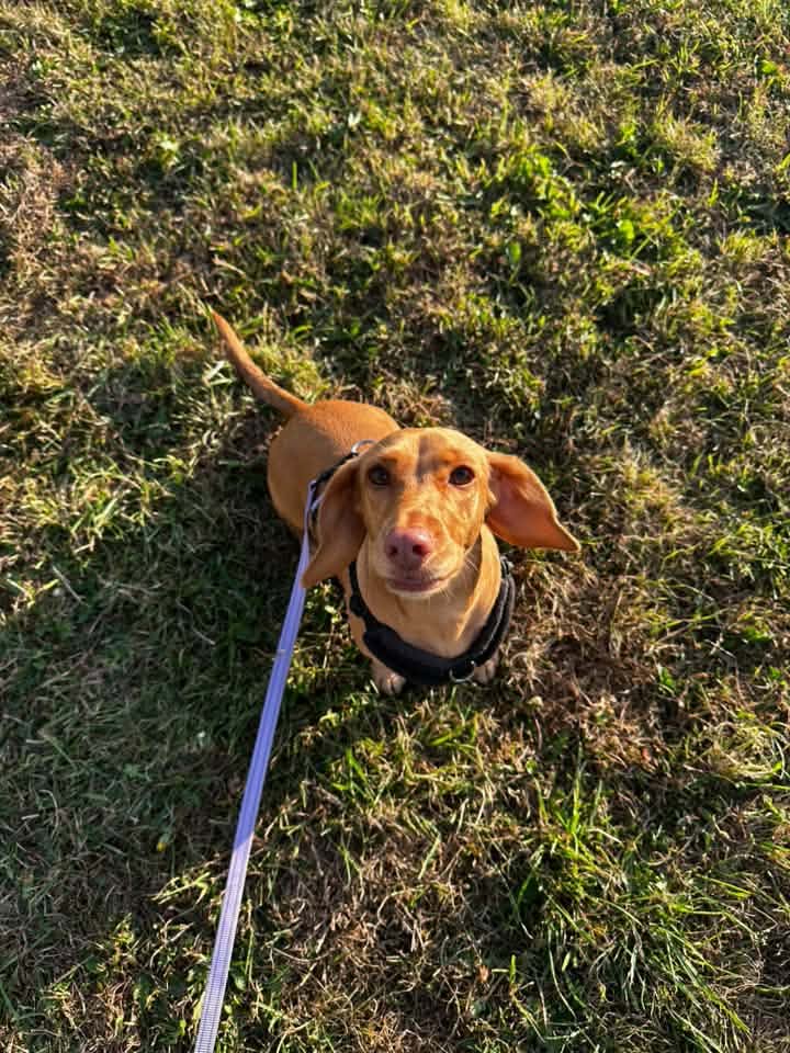 A happy dog from one of our Ruff Dog Training clients