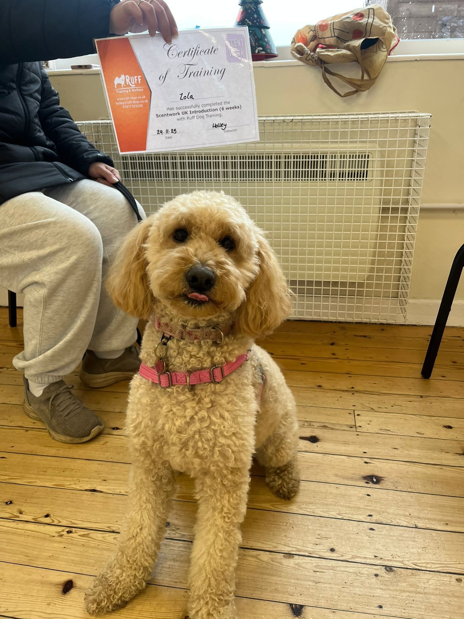 A happy dog from one of our Ruff Dog Training clients