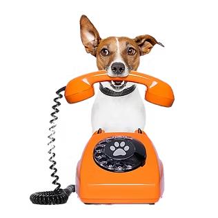 Dog holding a telephone