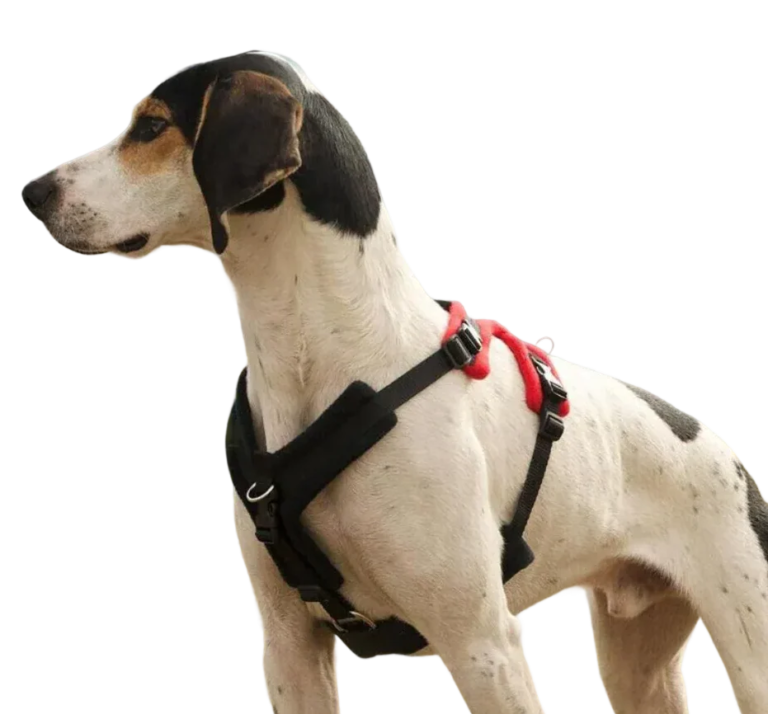 Dog wearing a PerfectFit harness